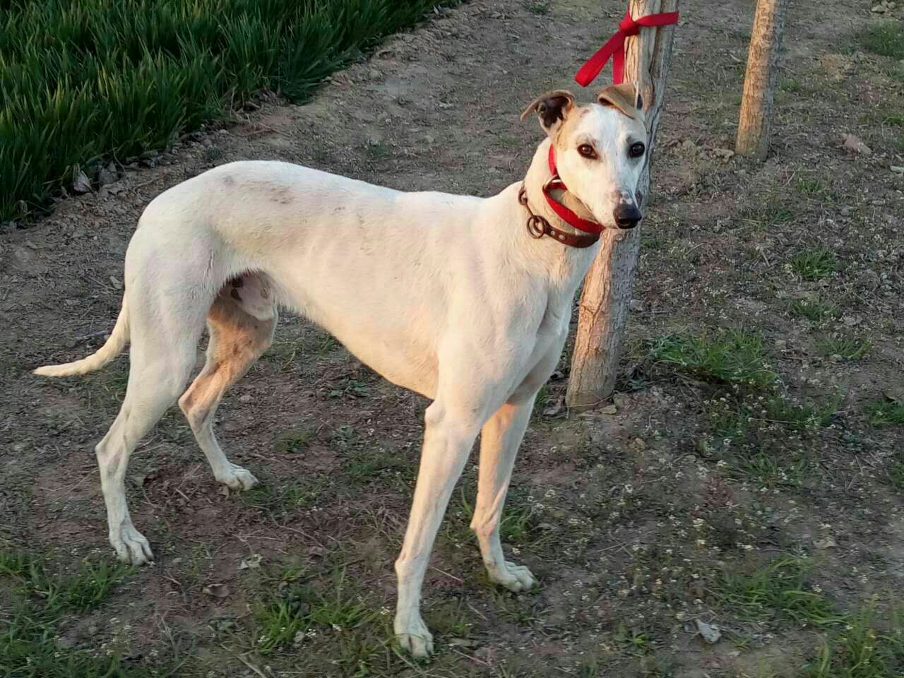 小灵缇犬图片大全,小灵缇犬,老版纯种灵缇犬图片_大山谷图库