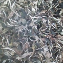 月光白四级