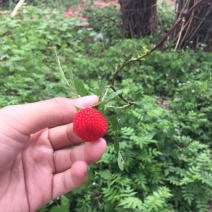 野生树莓苗粗生易长种植2～3月挂果酸甜