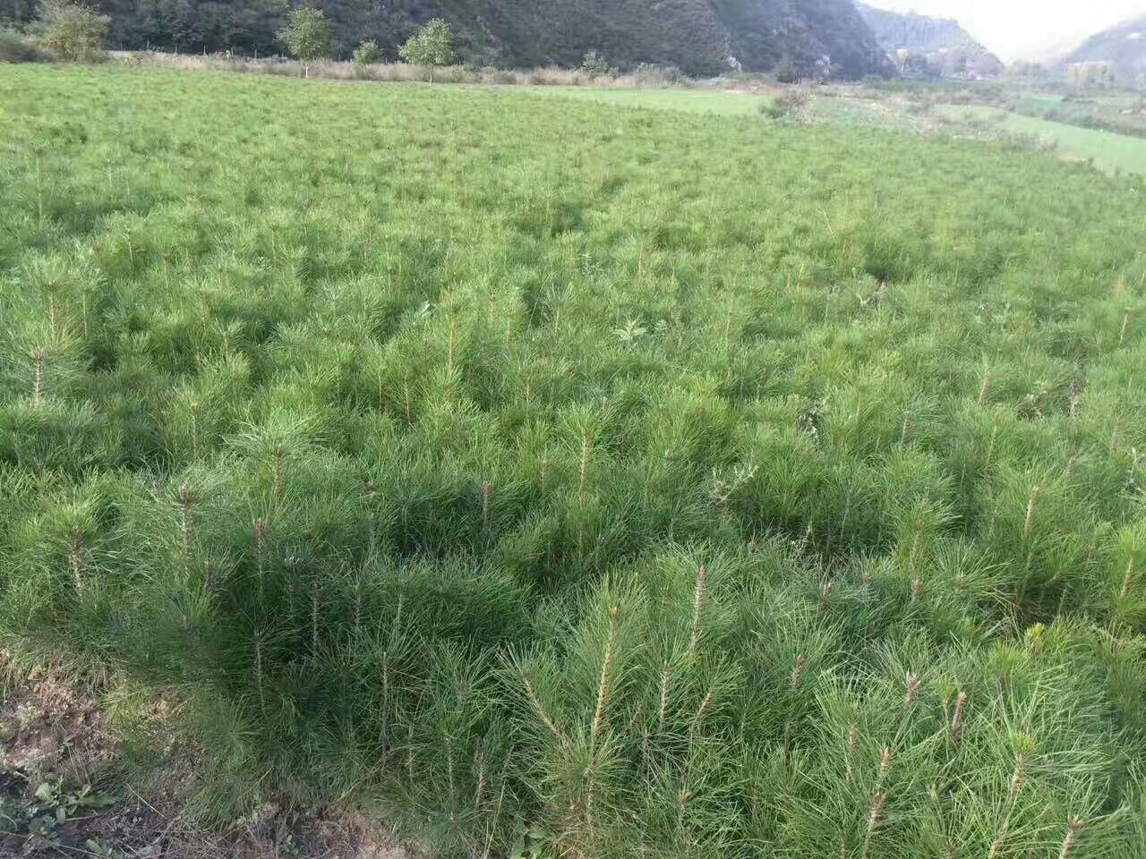 油松小苗在园林绿化中的应用