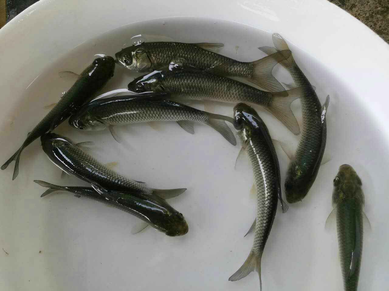 刀鱼的外观特写