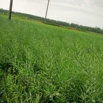 油菜籽1