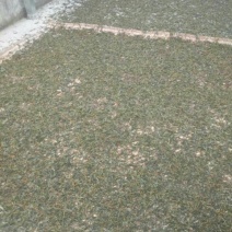 百年大树茶特级