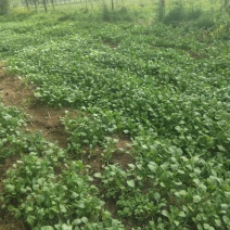 苔菜