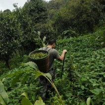 古树茶一级