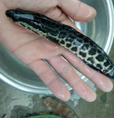 黑鱼鱼苗人工养殖生鱼苗柴鱼苗