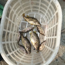 翘嘴鳜食用活鱼20~30cm