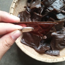 灰豆腐果