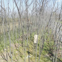 栾树6~8cm4~6cm3~3.5米