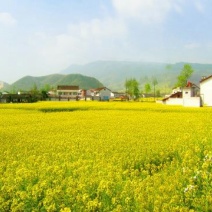 压榨菜籽油四级