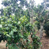 百年大树茶一级