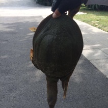 鳖
