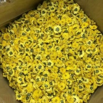 野菊花统货