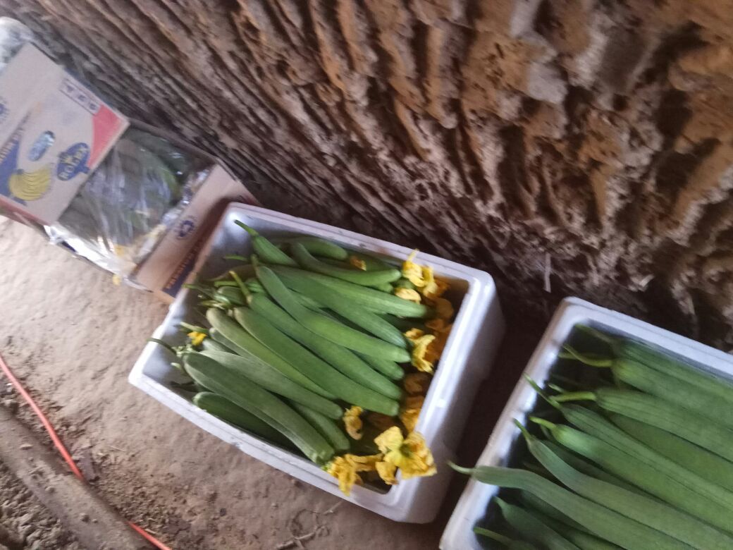 丝瓜络实物与新鲜丝瓜对照图