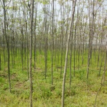 黄山栾树10~12cm12~14cm4米以上