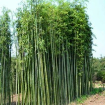 竹子1~2m