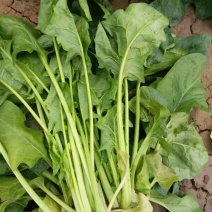 大叶菠菜30~35厘米