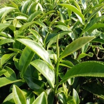 乌龙红茶
