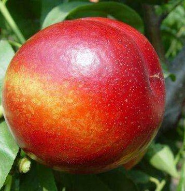 曙光油桃 实力代收 货量充足 日供10万斤