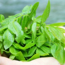 青钱柳茶一级