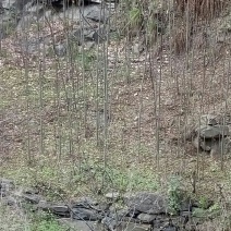 秋花栾树4~6cm4cm以下3~3.5米