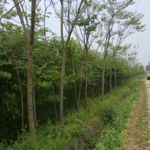 秋花栾树