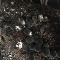 草菇