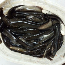 土鲶鱼食用