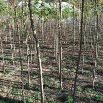 北京栾6~8cm4cm以下2.5~3米