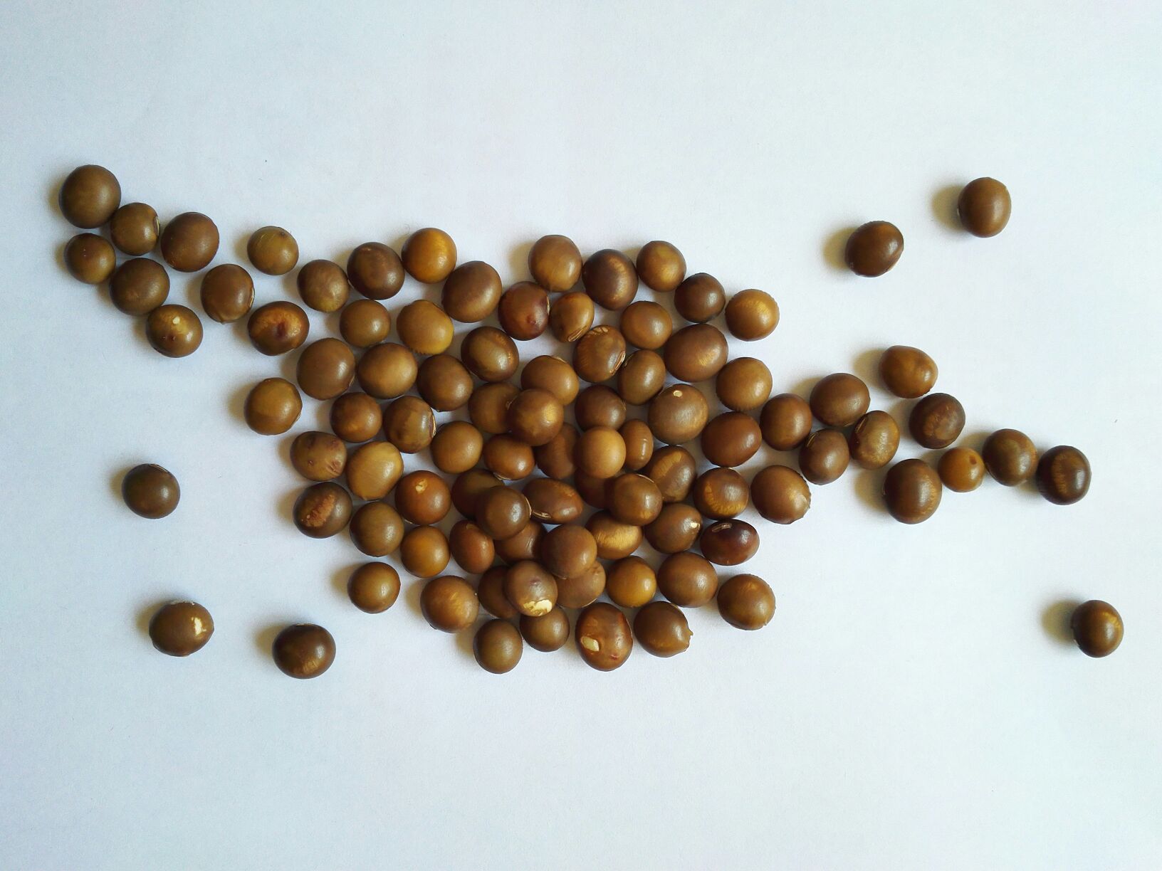 大豆种衣剂哪个效果好?2024年高产大豆病虫害防治优选方案全解析