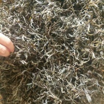老树茶一级