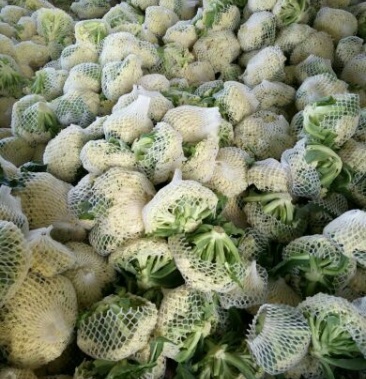 白面青梗散花 单颗重二斤左右