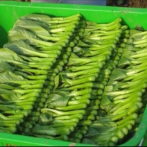 白菜苔