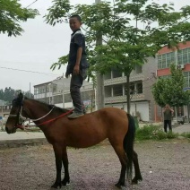 半血马300~400kg