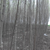 榆树2~4cm4cm以下3~3.5m