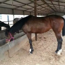 蒙古马400~500kg