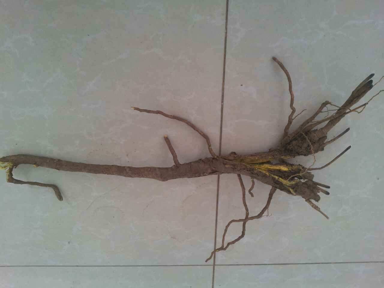 黄芩植株与干燥根部