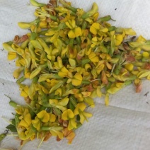 野生藤茶
