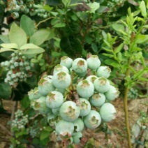 蓝丰蓝莓鲜果12~14mm以上