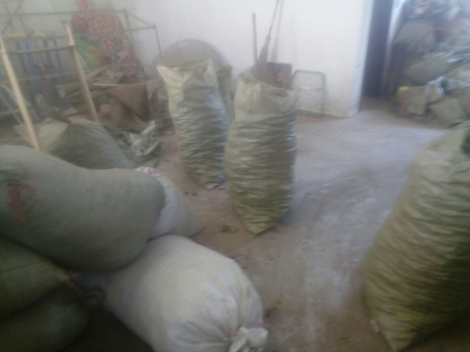 打开的冰箱冷冻室内,整齐摆放着多个透明真空袋,每个袋子中有一支独立包装的草参,袋子上贴有日期标签,背景为冷冻霜花,展示规范的家庭存储环境 家用冰箱中草参密封包装存放场景