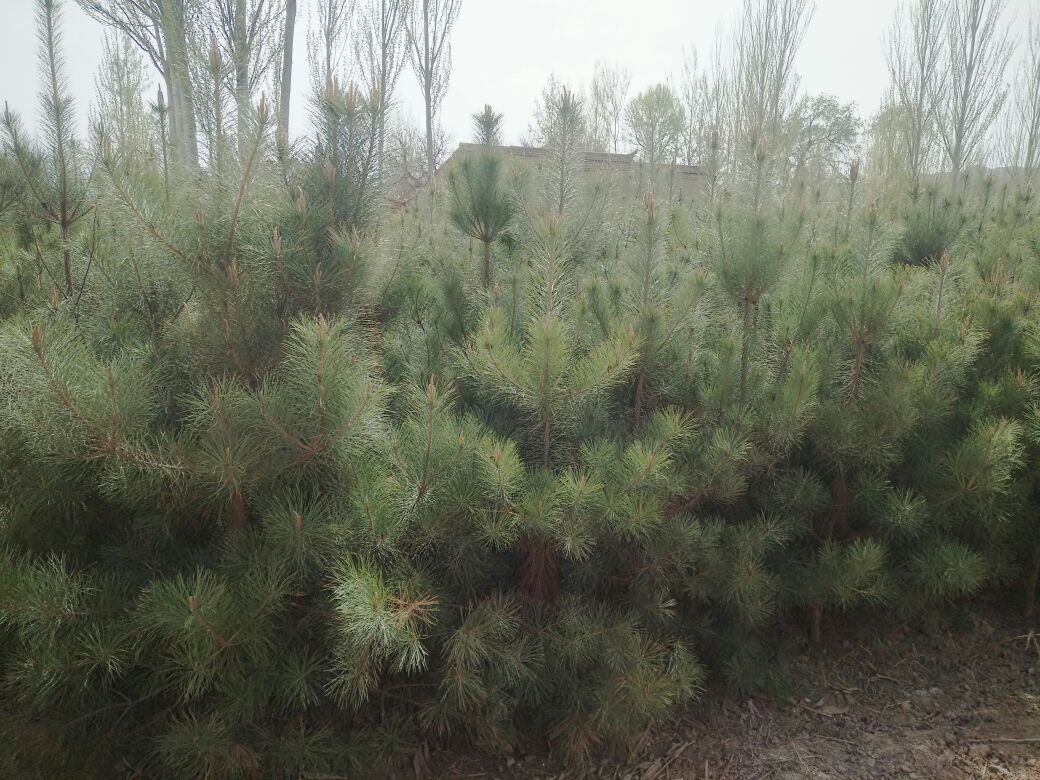 图片展示的是一片生长良好的油松树林,树木挺拔,树干上可见明显的节段结构 油松树林实景图