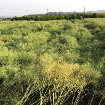 油菜籽