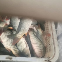 池鲤鱼食用2~3公斤