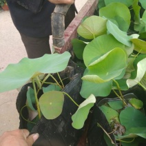 荷花10~20cm