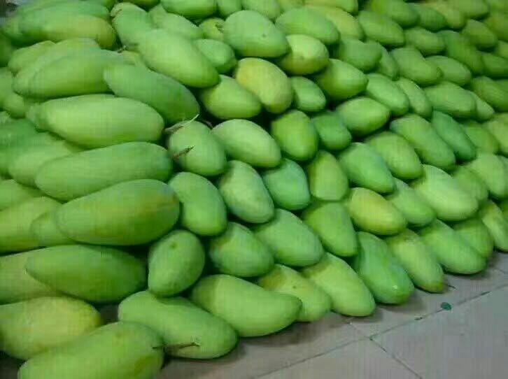 大青芒与传统节庆装饰