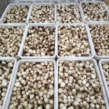 鲜草菇91%一级
