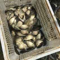 高背鲫食用