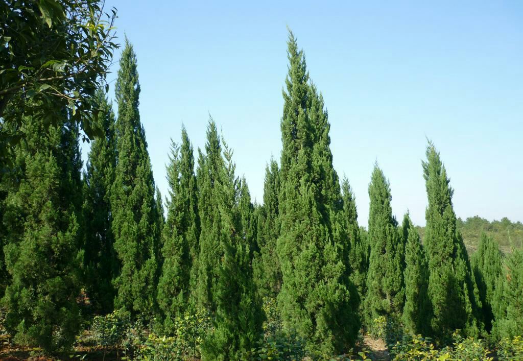 龙柏整体树形展示