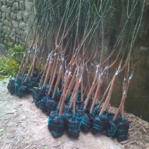 金煌芒果苗地径3cm带泥球