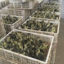 鹅苗250g以下